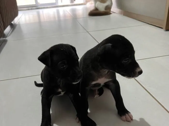 Cachorro raça Vira lata  idade 2 a 6 meses nome Sem nome 