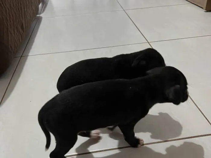 Cachorro raça Vira lata  idade 2 a 6 meses nome Sem nome 