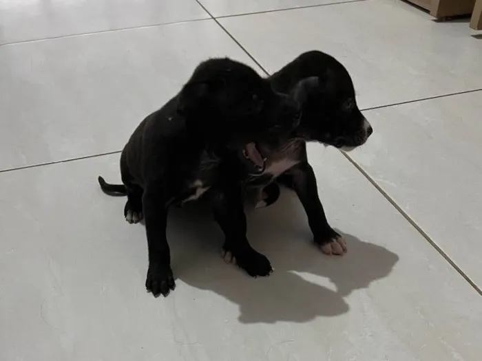 Cachorro raça Vira lata  idade 2 a 6 meses nome Sem nome 