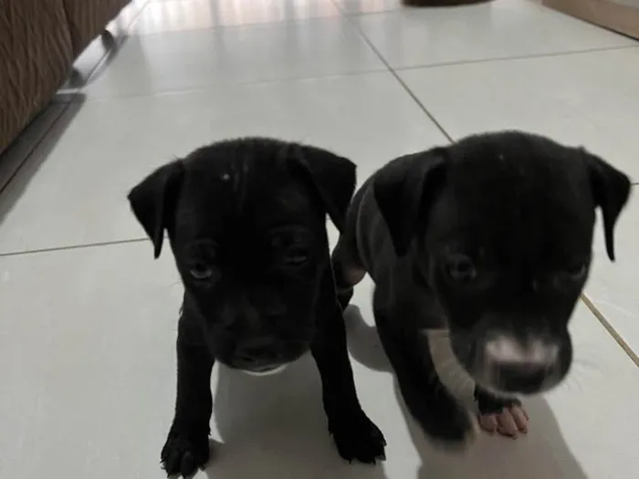 Cachorro raça Vira lata  idade 2 a 6 meses nome Sem nome 