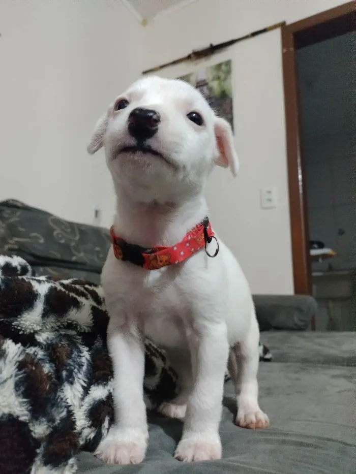 Cachorro ra a Mestiços idade Abaixo de 2 meses nome Filhotes