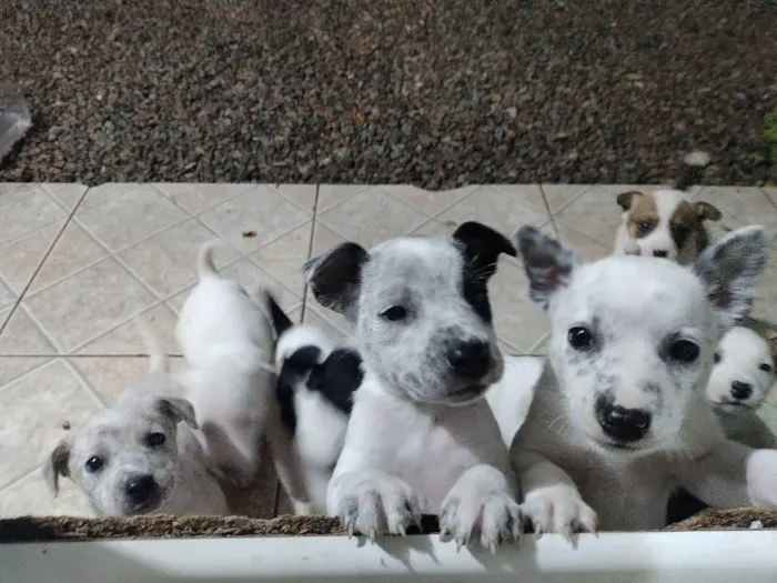 Cachorro ra a Mestiços idade Abaixo de 2 meses nome Filhotes
