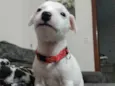 Filhotes