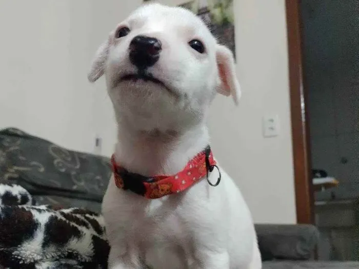 Cachorro ra a Mestiços idade Abaixo de 2 meses nome Filhotes