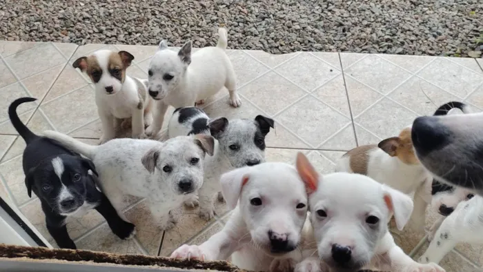 Cachorro ra a Mestiços idade Abaixo de 2 meses nome Filhotes
