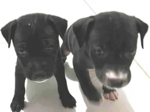 Cachorro raça Vira lata  idade 2 a 6 meses nome Sem nome 