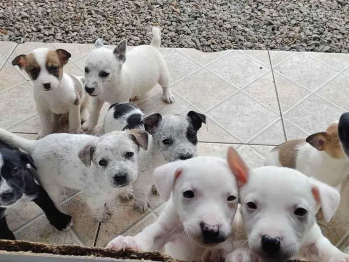 Cachorro ra a Mestiços idade Abaixo de 2 meses nome Filhotes