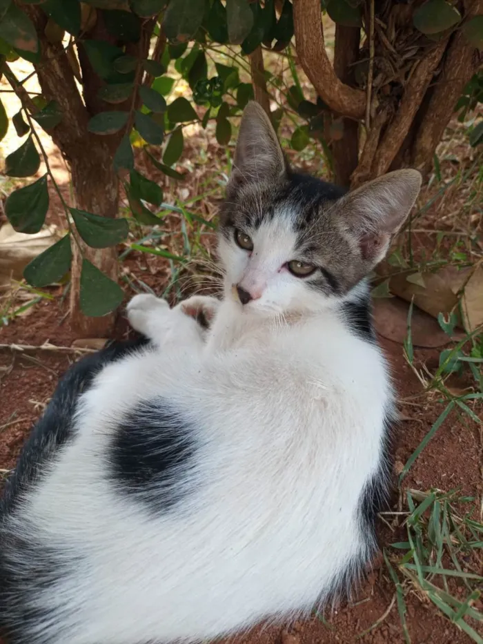 Gato ra a Felino SRD idade 2 a 6 meses nome Príncipe 