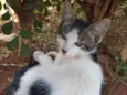 Príncipe 