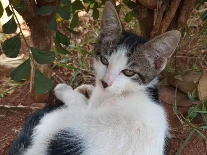 Gato ra a Felino SRD idade 2 a 6 meses nome Príncipe 