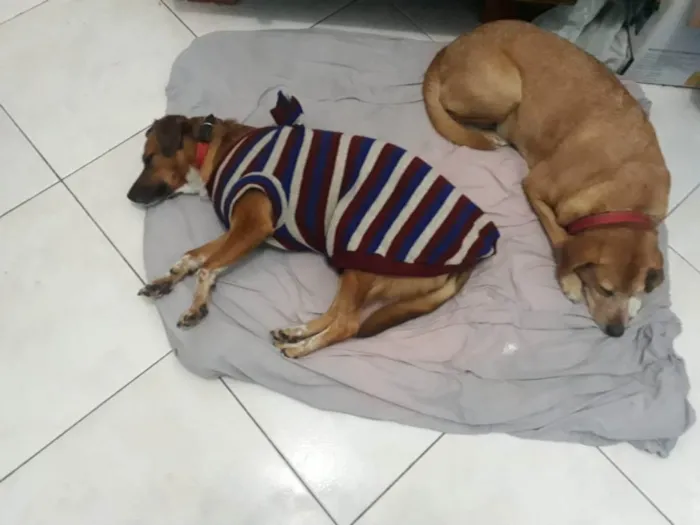 Cachorro ra a vira lata idade 5 anos nome juju