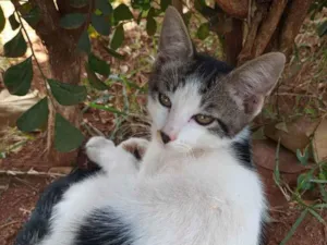 Gato raça Felino SRD idade 2 a 6 meses nome Príncipe 