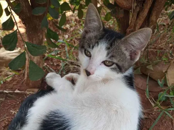 Gato ra a Felino SRD idade 2 a 6 meses nome Príncipe 