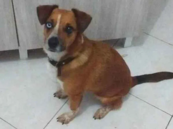 Cachorro ra a vira lata idade 5 anos nome juju