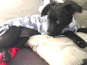 Cachorro raça RND idade 2 a 6 meses nome Lili