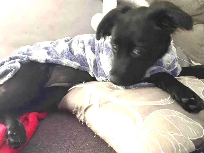 Cachorro ra a RND idade 2 a 6 meses nome Lili