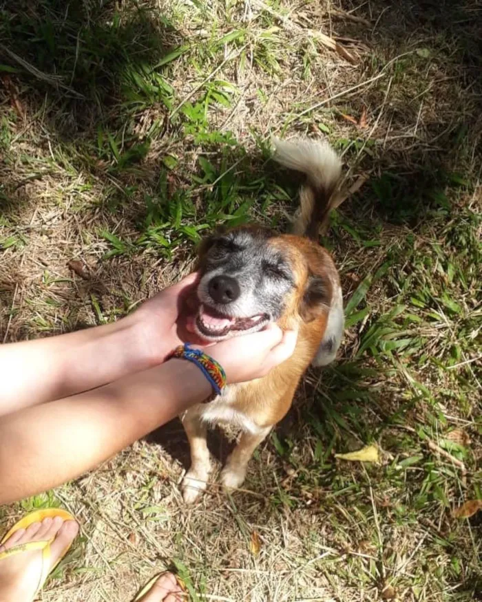 Cachorro ra a  idade 6 ou mais anos nome Não sei 