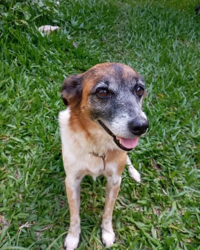 Cachorro ra a  idade 6 ou mais anos nome Não sei 