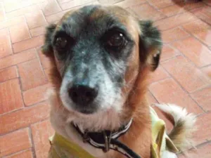 Cachorro raça  idade 6 ou mais anos nome Não sei 