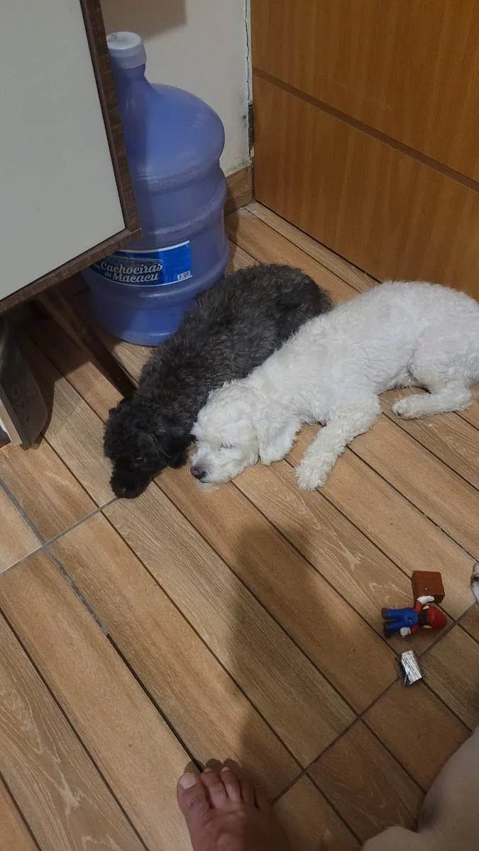 Cachorro ra a Poodle  idade 2 anos nome Luna