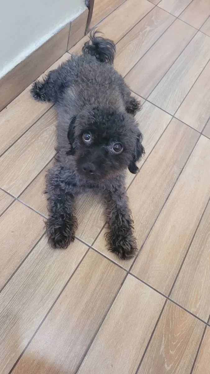 Cachorro ra a Poodle  idade 2 anos nome Luna