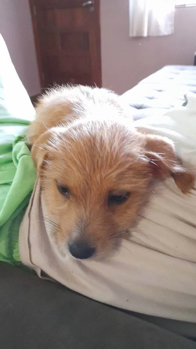 Cachorro ra a Vira lata idade Abaixo de 2 meses nome Sem nome 
