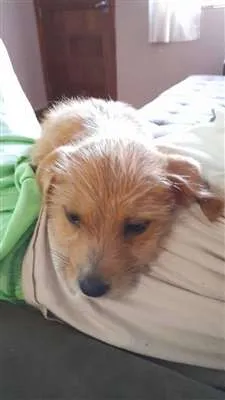 Cachorro raça Vira lata idade Abaixo de 2 meses nome Sem nome 