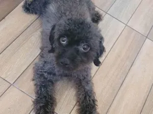 Cachorro raça Poodle  idade 2 anos nome Luna