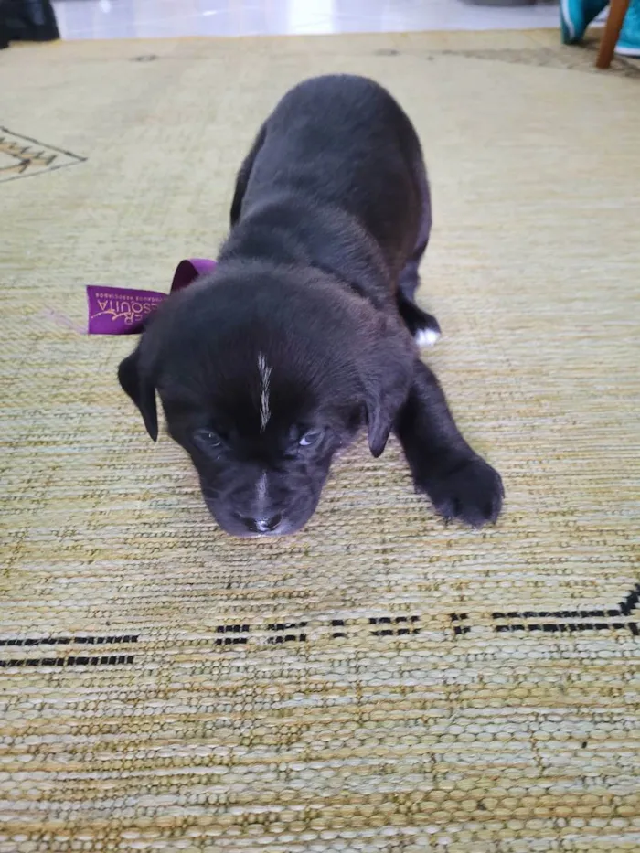 Cachorro ra a Vira lata  idade Abaixo de 2 meses nome Sem nome