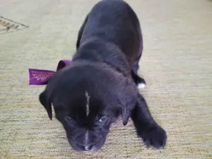 Cachorro raça Vira lata  idade Abaixo de 2 meses nome Sem nome