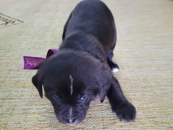 Cachorro ra a Vira lata  idade Abaixo de 2 meses nome Sem nome