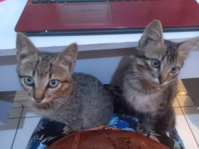 Gato ra a Vira lata idade 2 a 6 meses nome Ruby
