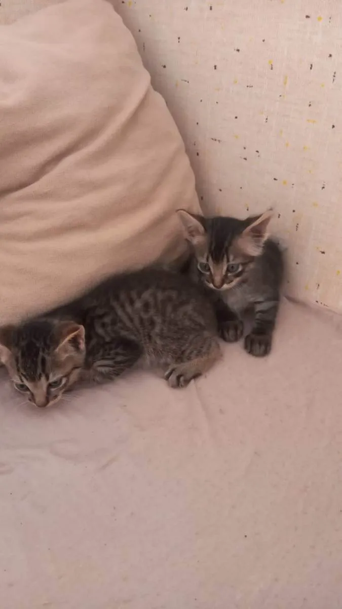 Gato ra a Vira lata idade 2 a 6 meses nome Ruby