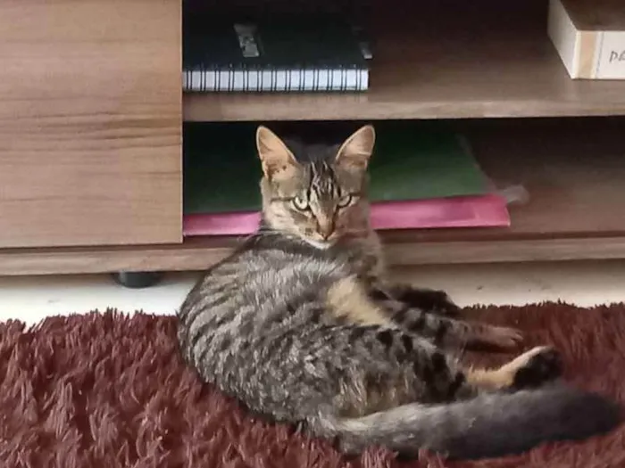 Gato ra a Vira lata idade 2 a 6 meses nome Ruby