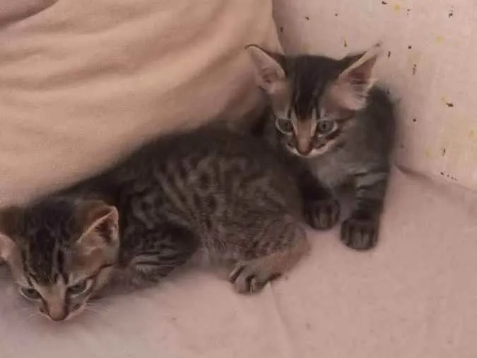 Gato ra a Vira lata idade 2 a 6 meses nome Ruby