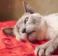 Nikita