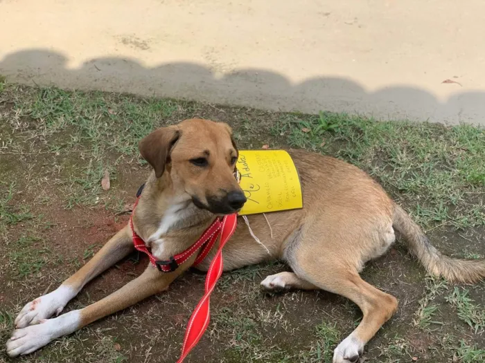 Cachorro ra a Srd idade 1 ano nome Caramelo