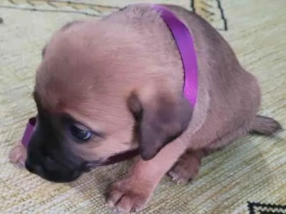 Cachorro ra a Vira lata  idade Abaixo de 2 meses nome Sem nome