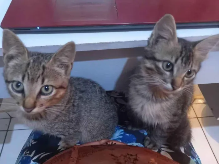 Gato ra a Vira lata idade 2 a 6 meses nome Ruby