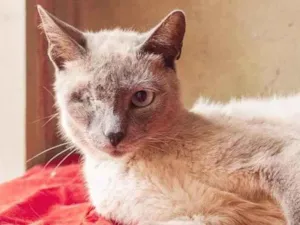 Cachorro raça SRD idade 2 anos nome Nikita