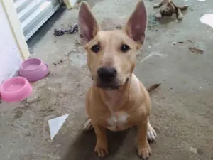 Cachorro raça Mix Bull terrier/pitbull  idade 2 a 6 meses nome Benedita 
