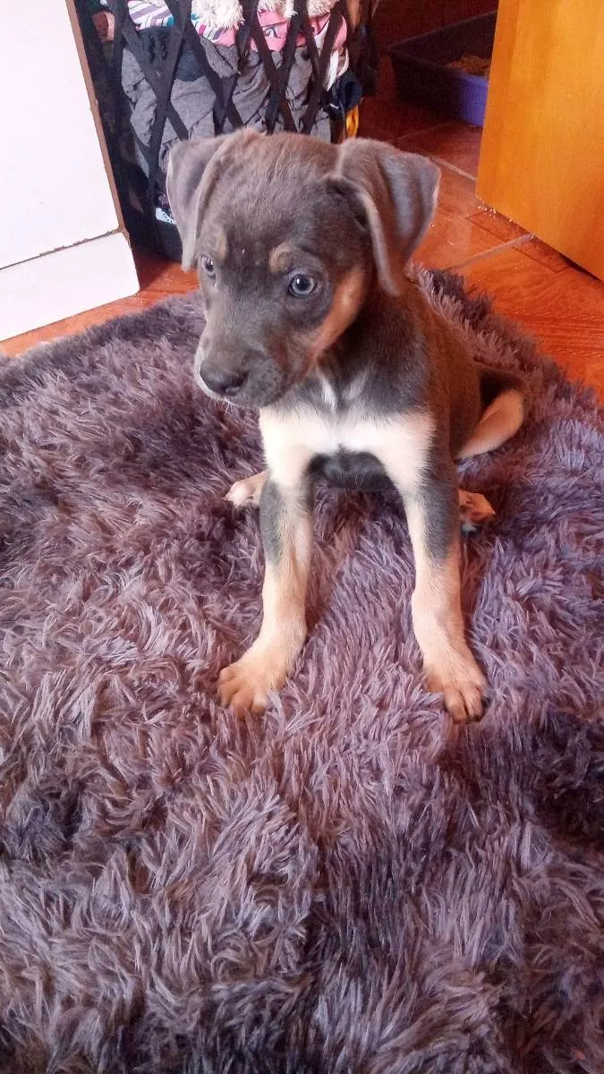 Cachorro ra a Não definida  idade 2 a 6 meses nome Zoe