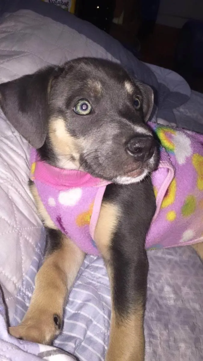 Cachorro ra a Não definida  idade 2 a 6 meses nome Zoe