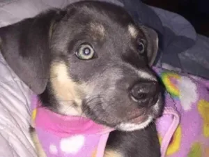 Cachorro raça Não definida  idade 2 a 6 meses nome Zoe