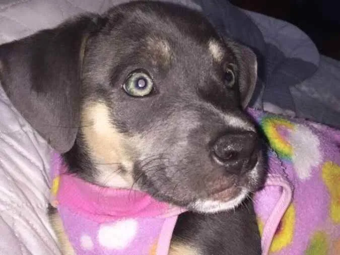 Cachorro ra a Não definida  idade 2 a 6 meses nome Zoe