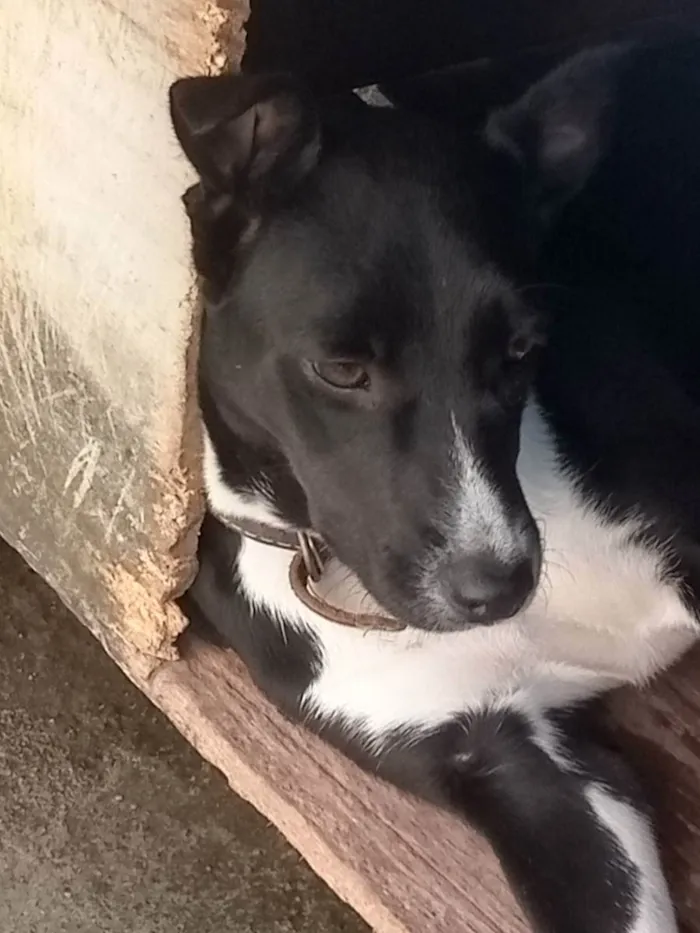 Cachorro ra a Vira lata idade 2 anos nome Dulce