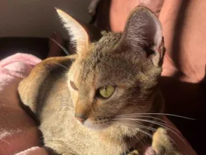 Gato raça Srd idade 1 ano nome Zara