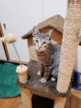 Paco