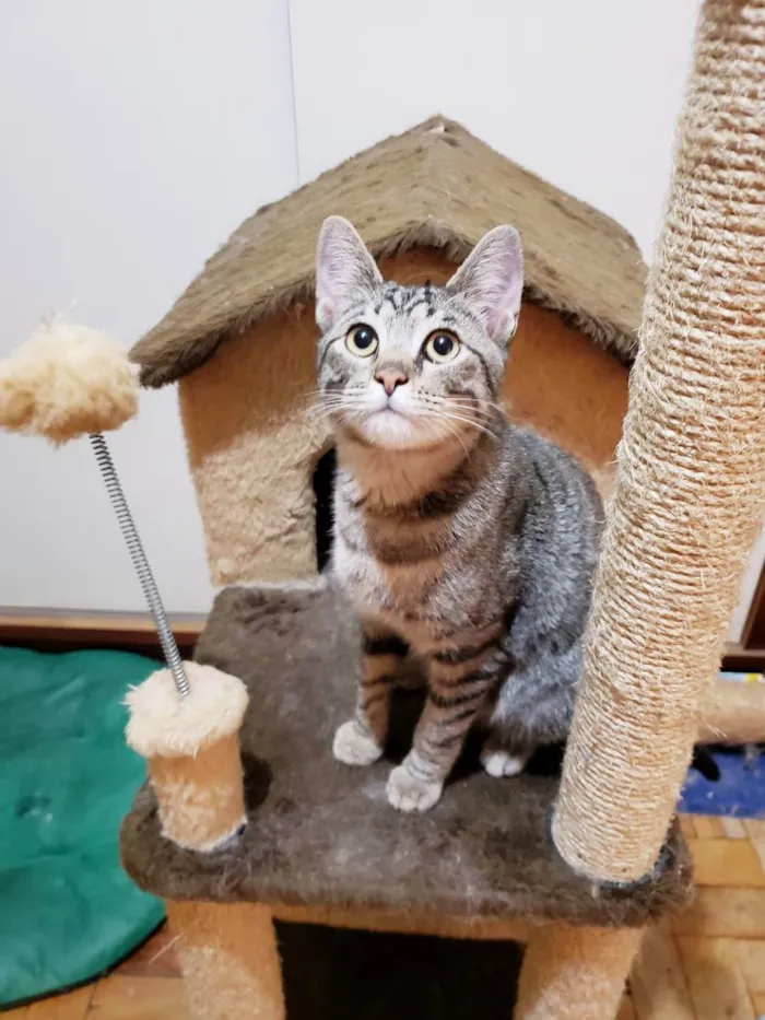 Gato ra a Srd  idade 7 a 11 meses nome Paco