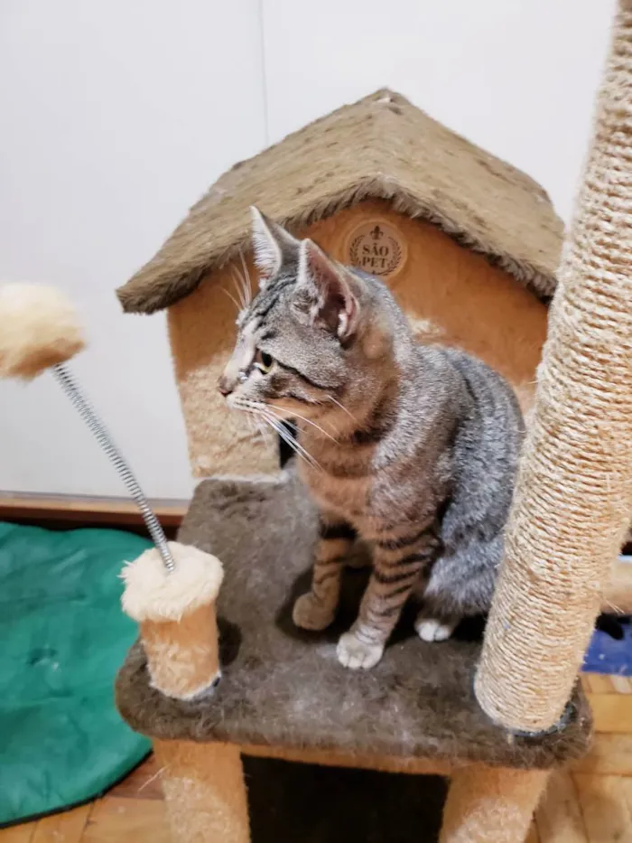 Gato ra a Srd  idade 7 a 11 meses nome Paco